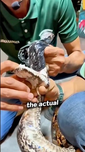 How Many Teeth Do Snakes Really Have?