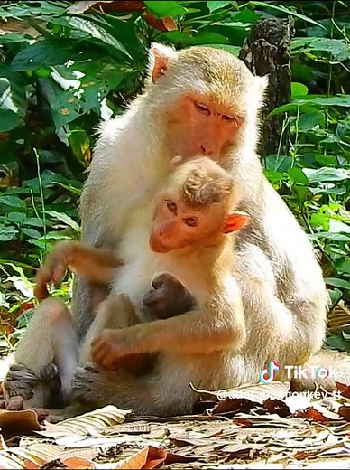 adorablemonkey168 on TikTok