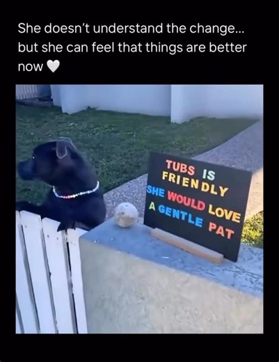 Faithful Paws Rescue | This short clip shows Tubbs, a black pit bull, standing behind a fence with a colorful sign explaining that she’s friendly and welcomes... | Instagram