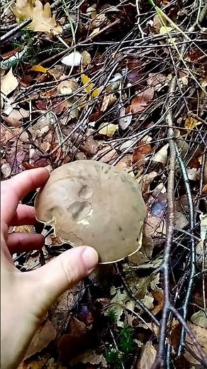 Wonderful birch mushrooms in the autumn forest 🍄🍂 Collecting edible mushrooms #mushrooms #mushroo...