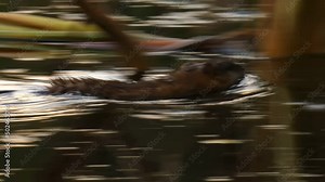 Wild muskrat swims in the river hiding in the reeds in the wetlands close-up