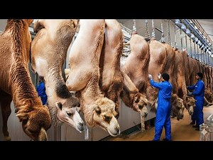 Camel Wool Industry 🦙 | From Farming to High-Quality Fiber Production