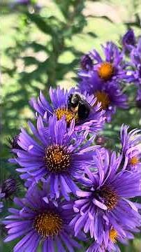 Buzzing Bumble Bees & Monarchs visit New England Asters!