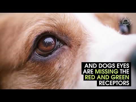 What the world looks like from a dog's perspective