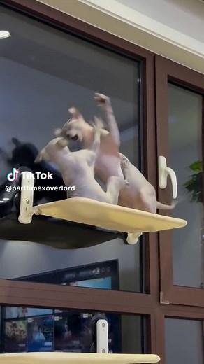 Crazy Cat Fights: Sphynx Cats in Action