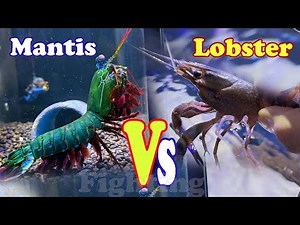 Mantis Shrimp vs Lobster | Clash of Claws 🥊