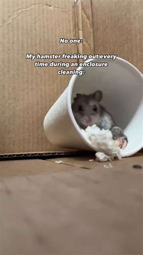 Hamster Hotspot on Instagram: "He’s so dramatic 😭 🏷️ hamster, pet hamster, cute animals, dwarf hamster, chinese dwarf hamsters #hamsters #chinesedwarfhamster #pethamster #chinesehamster #hamsterlove #petmemes #хомяк"