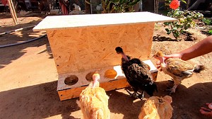 Increible Idea ‼ Como hacer un COMEDERO automático para pollos y toda clase de aves. | Hágalo y sus pollos nunca mas rosearan su alimento. | Bonita Idea