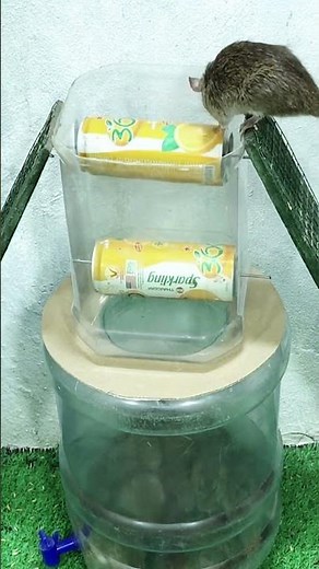 How this tunnel trap catches so many mice #mousetrap #mouse #rattrap #rat #pestcontrol #animals