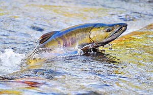 The Salmon Life Cycle Explained