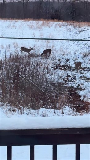 Playful little deer moments 🦌🤍 Just out here hopping, exploring, and stealing hearts one step at a time. Nature’s joy in motion. #playfuldeer #deertok #wildlifevibes #naturemoments #forestfriends