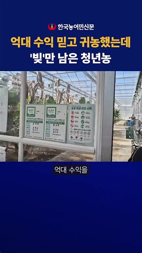 바나나 농사로의 실패와 현실: 청년들의 고백