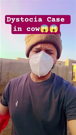 cow gave abnormal to calf