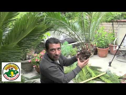 How to Relocate a Sago Palm - Cycas Revoluta