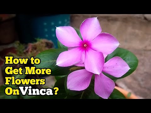 How to Get More Flowers on Vinca Plant? - Vinca Plant Blooming Tips & Tricks - Pure Greeny