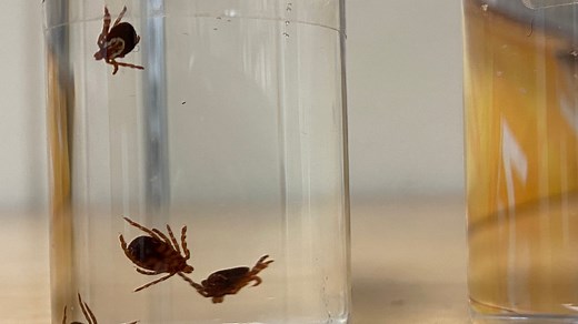 N.S. researchers testing lemongrass essential oil as tick repellent