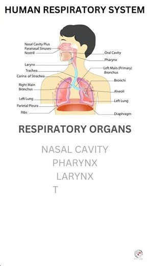 Human respiratory system #biology #scienceoflife #respiratorysystem #respiration