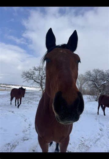 This solar motion light has made my life in winter barable! It’s one of the best things I’ve gotten off TikTok. #solarlight #rtleventing #tiktokshop