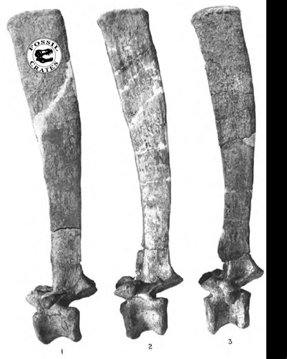 1.2K views · 53 reactions | Tall spines aren’t just for Spinosaurus ...