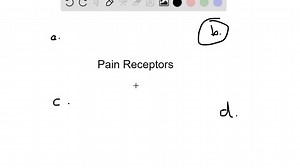 What type of receptor cell is responsible for transducing...