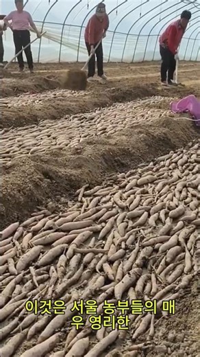 Bigger and More: Seoul-Style Potato Farming Secrets