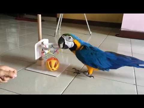 Training tricks Blue and Gold Macaw