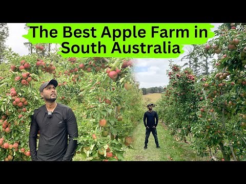 Australia's Finest Apples | Lenswood Pick Your Own | Australian Apple Farm | The MAGnificent Show