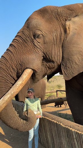 Amazing Elephant Trunk: Delicate & Powerful | Sensory Wonders