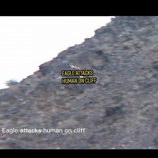 Eagle attacks human on the cliff #short #animals #video #viral