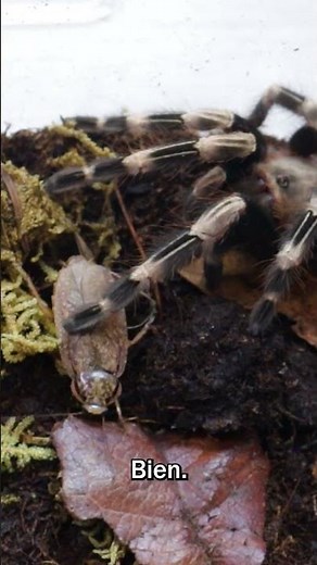 Nhandu chromatus, the Brazilian red and white tarantula. #animals #tarantula