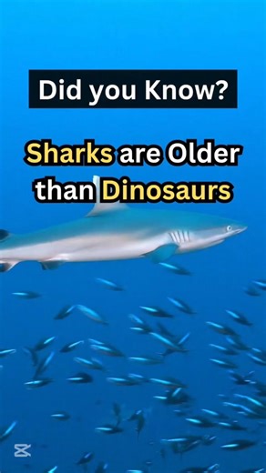 Sharks are incredibly ancient 😳 #shark #ancientwisdom #dinosaurs