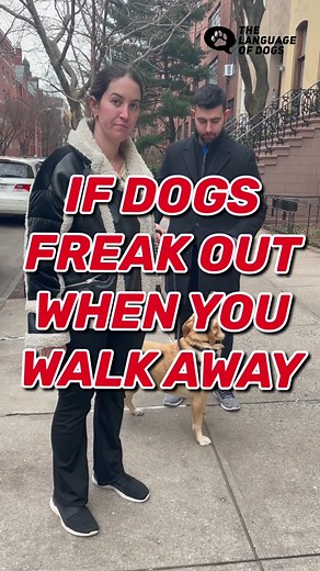 #dogtraining #dogtrainer #dogmom #dogdad #dogtricks @iamjustinsilver