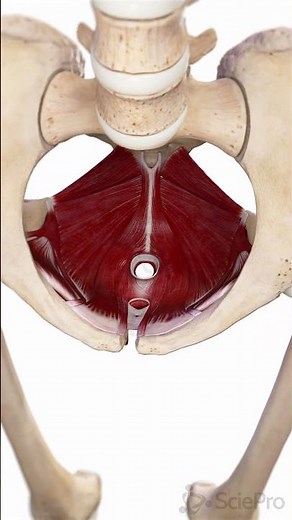 Female Anatomy in Real-Time 3D (Unity) #Shorts #Anatomy