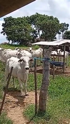 AQUI DÁ PRA FAZER 2 MILHÕES DE REAIS COM ESSE GADO NELORE! 🐂 O Rebanho GORDO do Marquinho #shorts