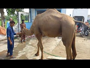 Camel crying before slaughter