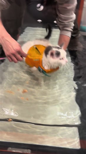 So proud of Miss CC 💪 gaining strength on those front legs to help carry those wonky arthritic back legs. This girl never gives up.