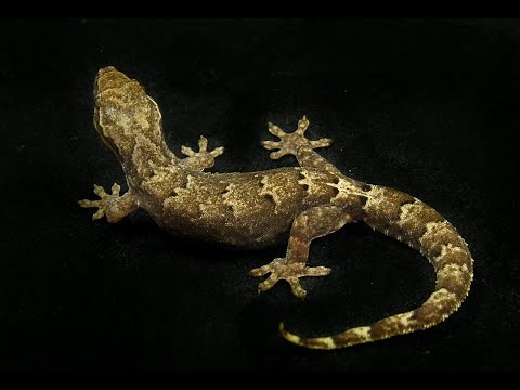 Mourning Gecko Care 101 (with basic cage setup)