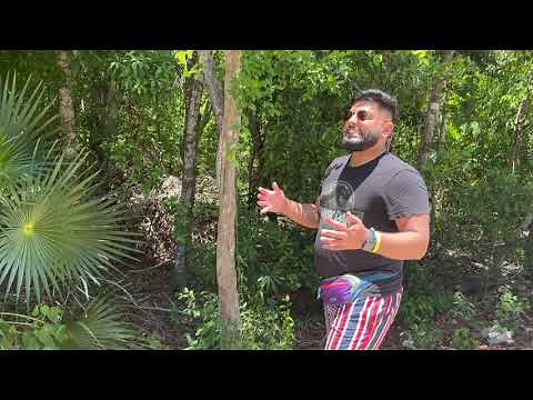 Plant Adaptations in the Tropical Rainforest (Virtual Fieldwork) - OMG Revision GCSE Geography 9-1