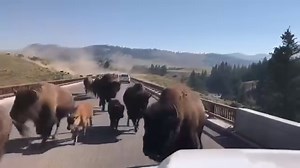 Buffalo Stampede in Yellowstone National Park | Native Stock Pictures