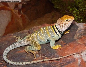 Common collared lizard - Alchetron, The Free Social Encyclopedia