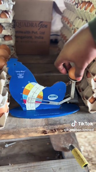 Understanding Egg Measurement Techniques and Quality