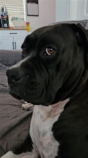 Funny Boxer Dogs Compilation