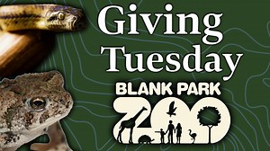 Today is the day, Blank Park Zoo's #GivingTuesday campaign is in full swing! You've seen sneak peaks of several new animals coming to the Reptile & Amphibian Wall as well as behind the scenes conservation projects. Now find out how you can be part of this amazing campaign and help bring new discoveries to the Discovery Center. Donate to our Giving Tuesday campaign at: https://www.facebook.com/donate/224680677171836/ | Blank Park Zoo