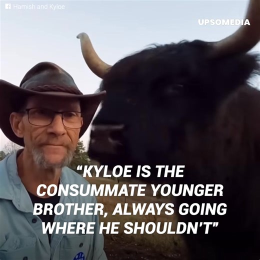 “Who wouldn’t want a wooly mammoth as a pet?” Hamish and Kyloe, two Highland cows, are breaking the internet. Their fame is not just because of their enormous horns or their fur like a wooly mammoth. These 2 thousand pound beasts behave like true pets. And all because of an owner that knew how to explore their best sides. Credits to: https://www.instagram.com/hamish_and_kyloe/?hl=es You can now also find us on Youtube: http://bit.ly/yt-thekiwi | Meow Meow