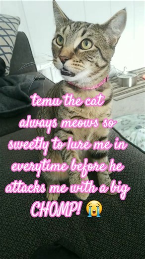 angy cat 😭 #cats #funny #pets #petshub #catmeow #cute #cat #meow #viral #meowing #angrycat #funnycat