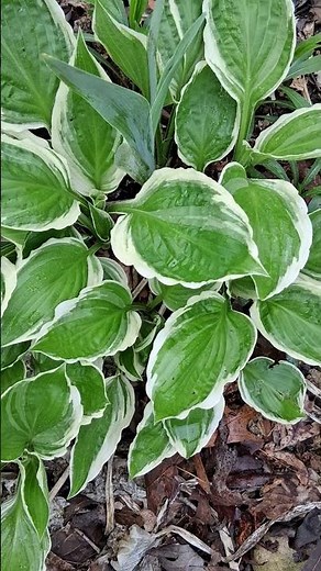 Come #Explore With Me – Variegated Hosta Leaves Unfurling 🌿✨