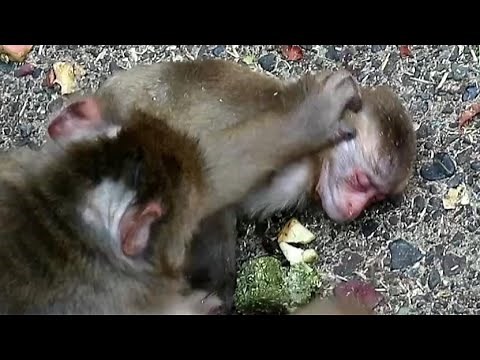 Bad condition baby monkey, mom tries to help it with water
