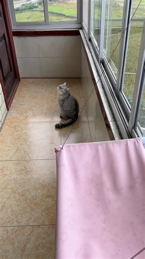 Mèo con có ngủ ngáy như Ma Ye không?