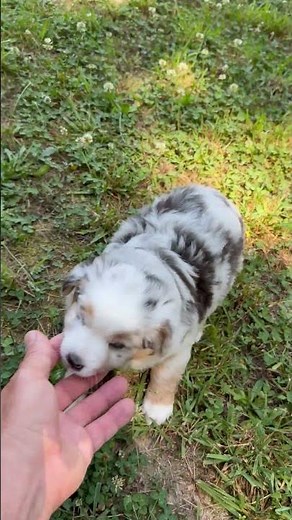 Miniature Australian Shepherd Puppy Princess is 6 Weeks Old