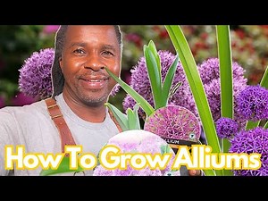 How To Grow and Care For Alliums -A Beginners Guidev